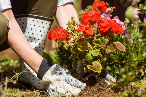Selection of vibrant flowering plants suitable for Maida Vale gardens