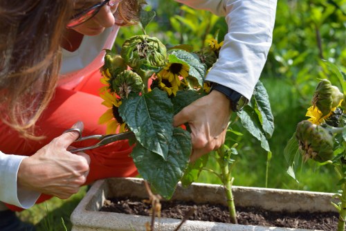 Professional garden services in Maida Vale